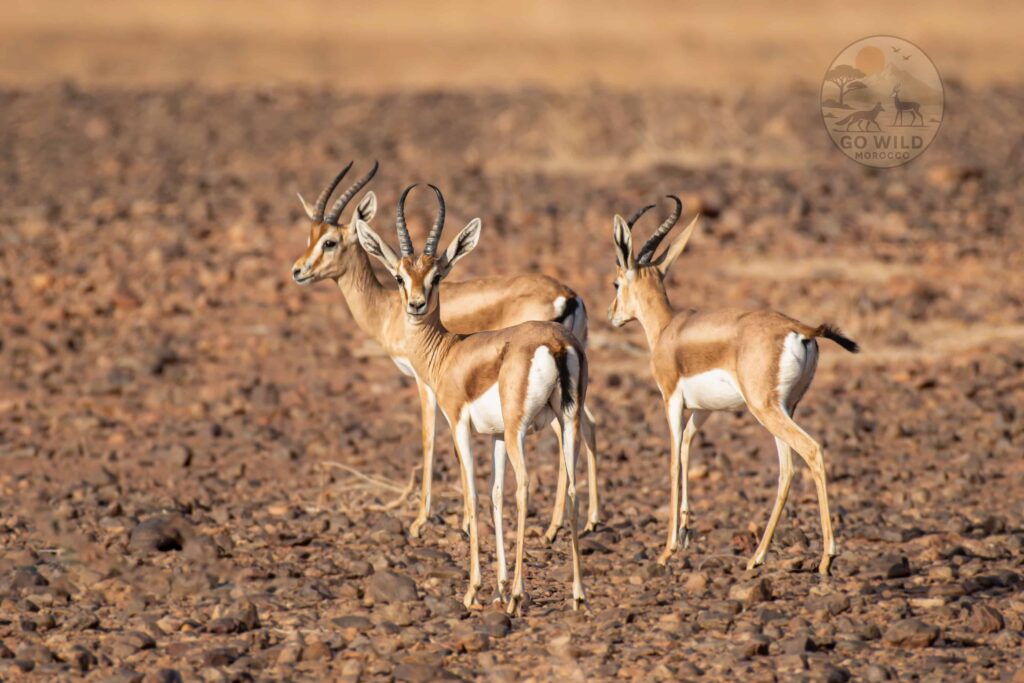 Morocco Wildlife tours (2)