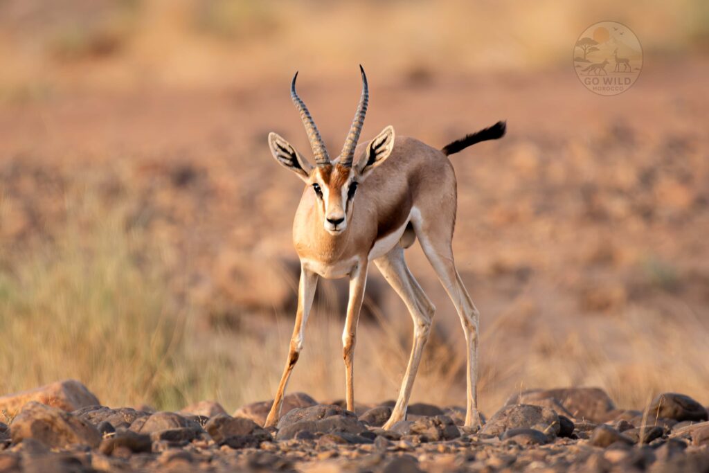Morocco Wildlife tours (3)