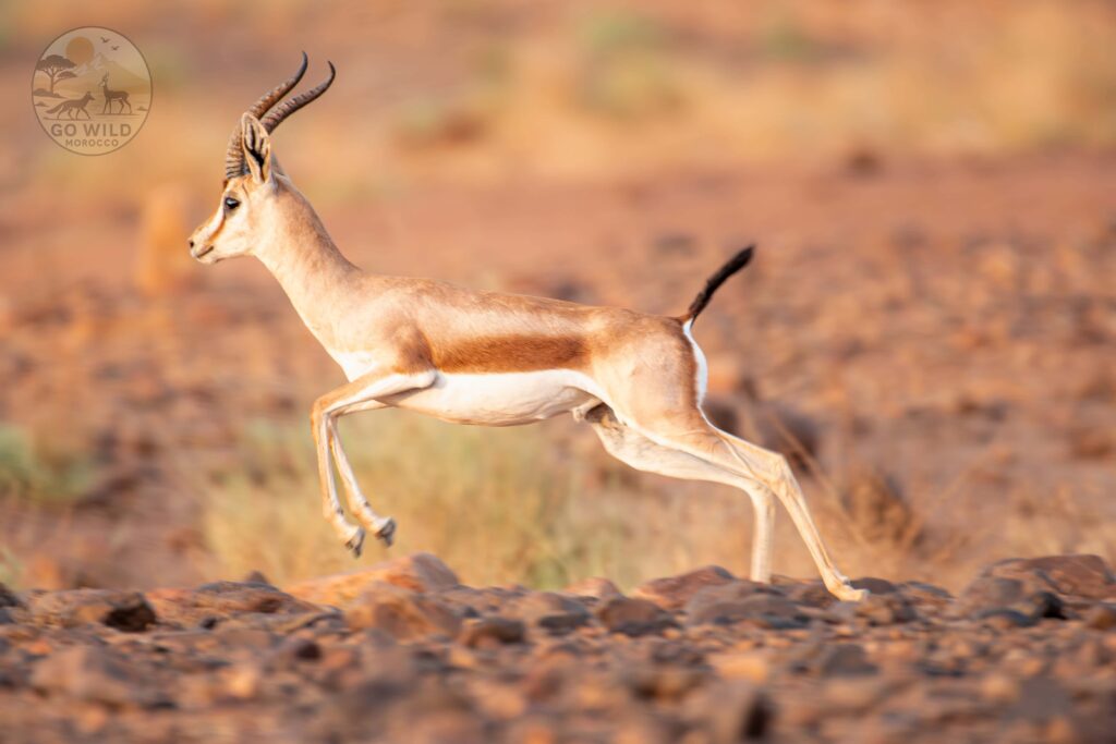 Morocco Wildlife tours (4)