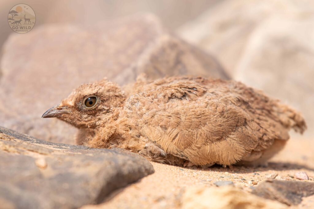 Morocco Wildlife tours (5)